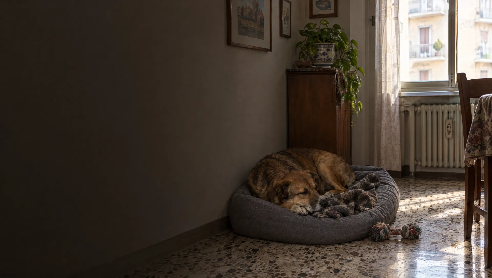 Il cane che dorme nel suo angolo del soggiorno